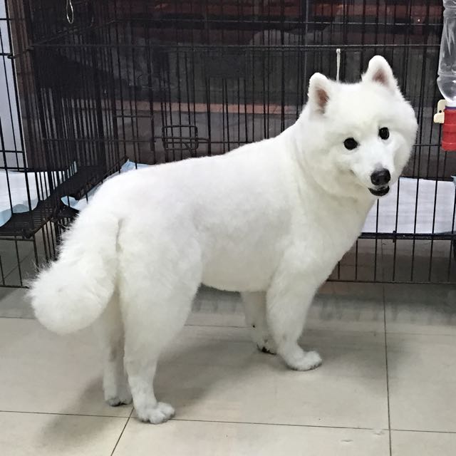 grooming a japanese spitz