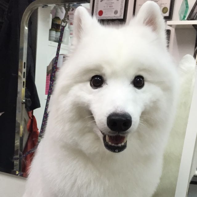 Grooming For Japanese Spitz Pet Supplies Health Grooming On Carousell