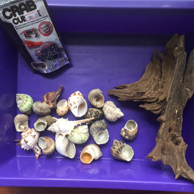 hermit crab supplies