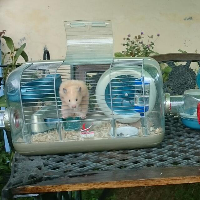 hamster space station