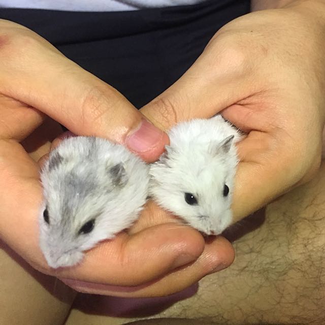 Winter white store hamster pearl