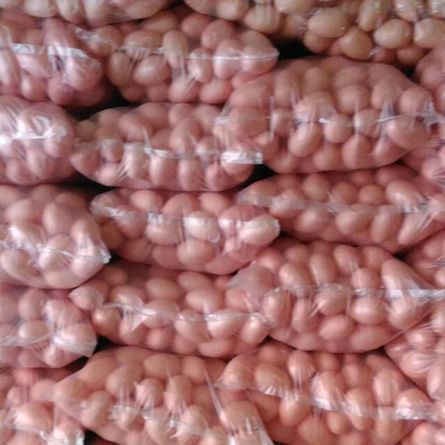 Telur Ayam Plastik Telor Mainan Desain Kerajinan Tangan Di