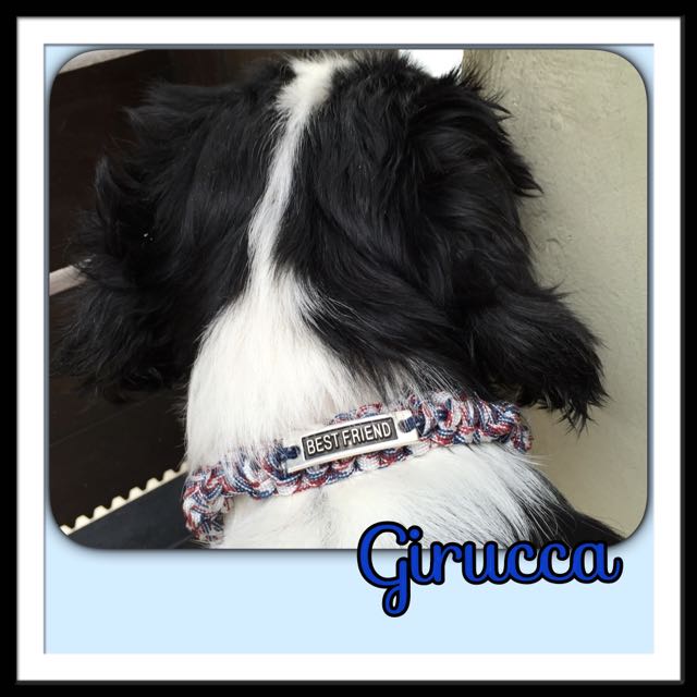 Best Friend Hybrid Custom Pet Collar For Dog Or Cat Pet Supplies