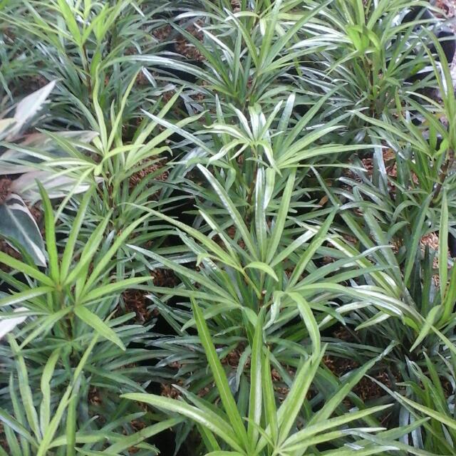 Jual Tanaman Hias Ararea Daun Kuning Serba Serbi Others Di Carousell