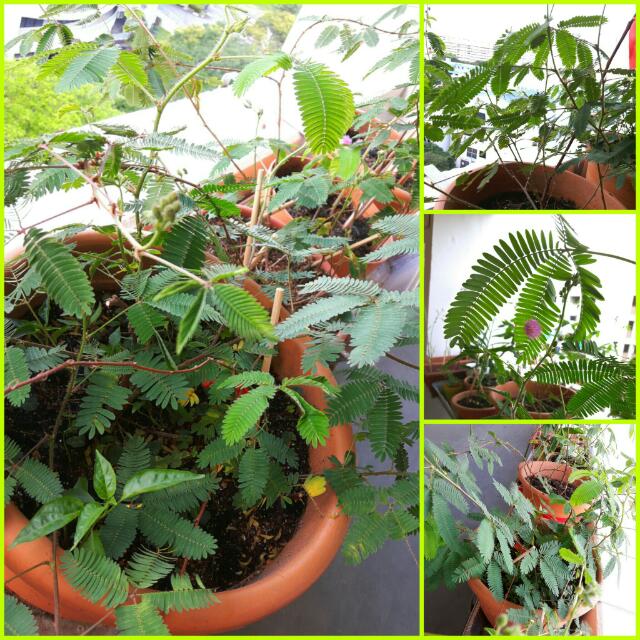 Wallpaper Mimosa Pudica Plant Touch Me Not Last Batch 10 Seeds For Desktop Wallpaper