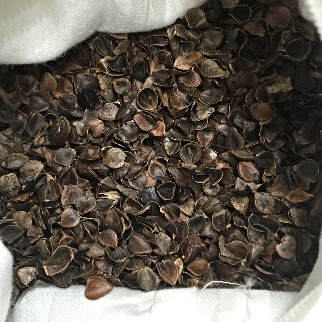 Sweet Buckwheat Husk Buckwheat Pillow Refill Everything Else On