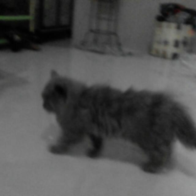 Kucing Persia Flatnose Pet Supplies On Carousell