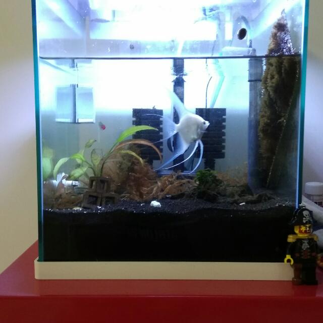 Ocean Free OF Lumiq Aquarium Fish Tank, Pet Homes & Other Pet Accessories on Carousell