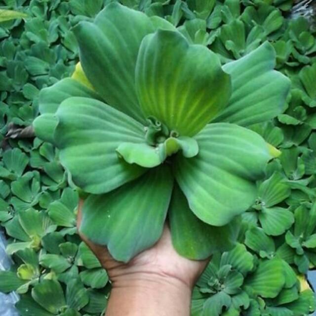 Jual Tanaman Hias Untuk Kolam Ikan Apu Apu Gardening On Carousell