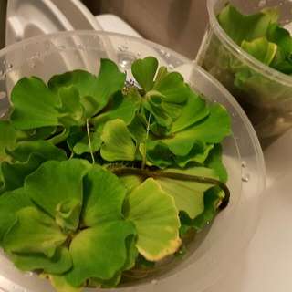 Free Water Lettuce
