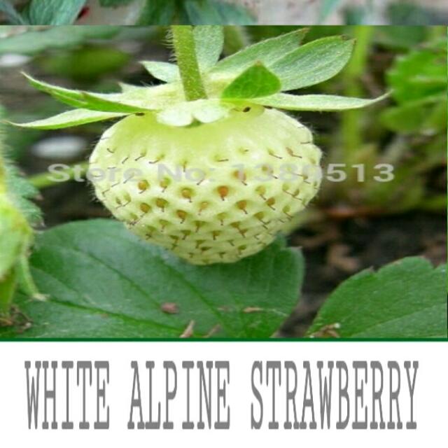 25 Butir Benih Biji Strawberry Alpine Putih Everything Else On
