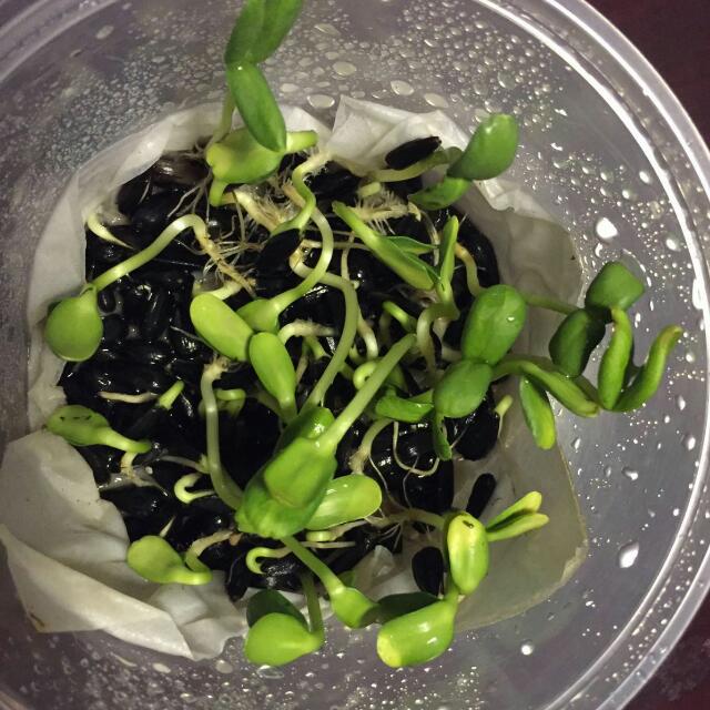 Sunflower Seeds For Sprouting 100gpack, Furniture & Home Living