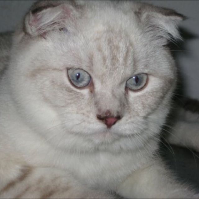 Enigma Is This Cat Going Up Or Down Bulletin Board Announcements On Carousell