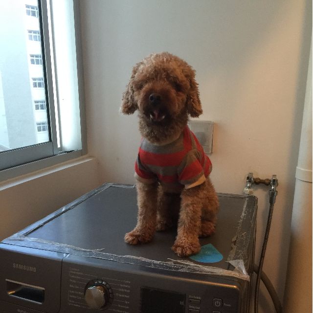 Adorable Toy Poodle For Adoption Pet
