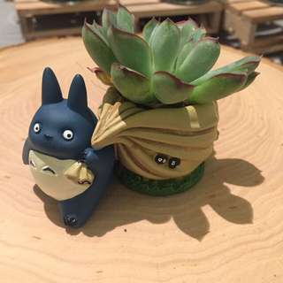 Totoro With Succulent Bag
