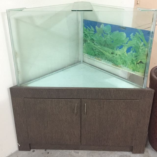 Triangle Fish Tank 2024 www.gemologytidbits