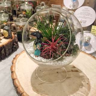 Totoro Airplant Terrarim