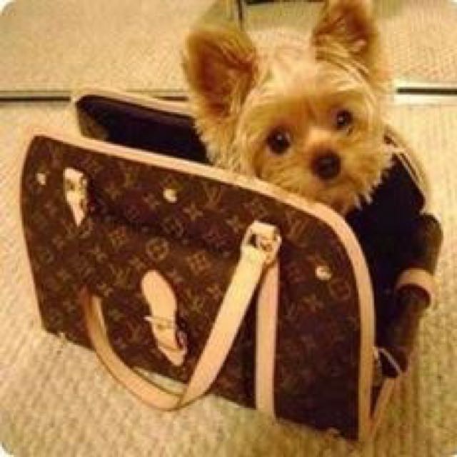 Louis Vuitton Baxter pm dog carrier, Pets Supplies, Pet Accessories on Carousell