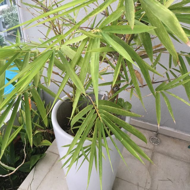 bamboo plant in pot