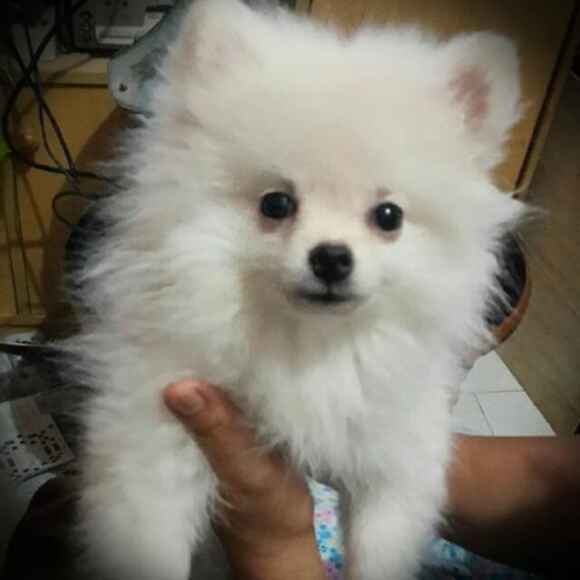 24++ Anjing pomeranian new