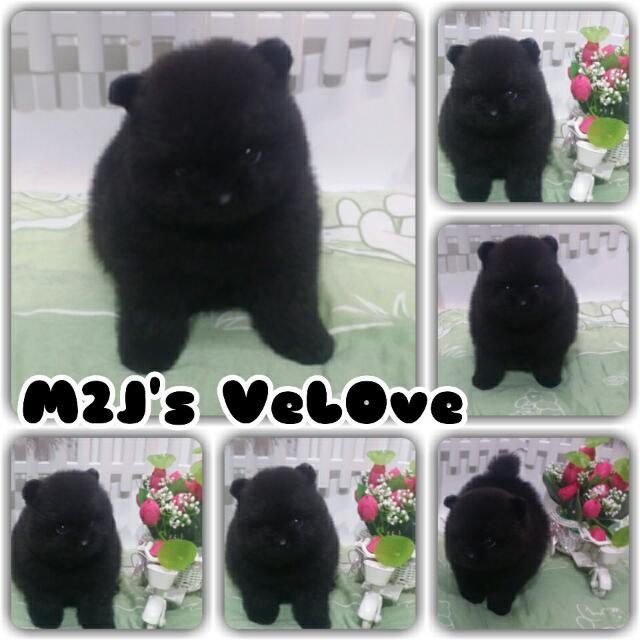 Super Mini Pom Super Minipom Pomeranian Pet Supplies Accessories