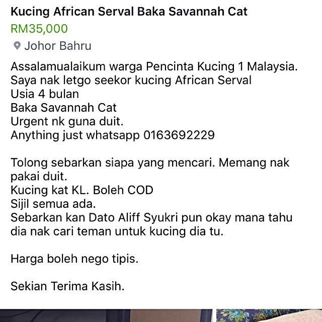 African Serval Baka Savannah Cat, Pet Supplies, Pet Accessories on 