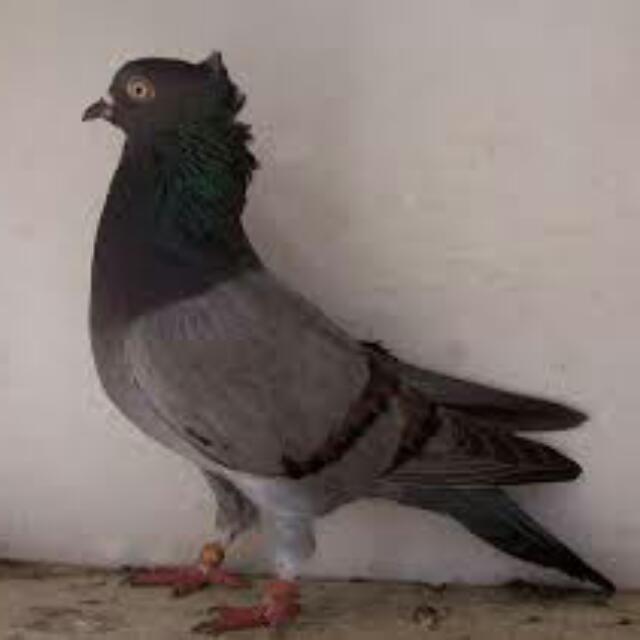 Burung Dara Luxury Accessories On Carousell