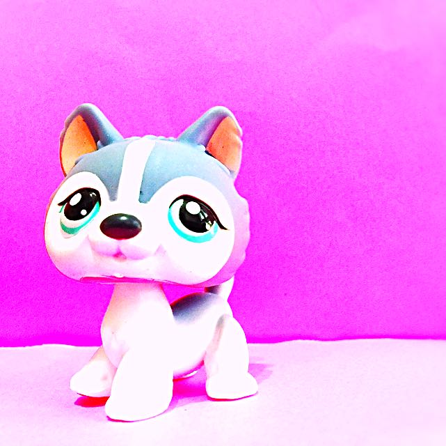LPS Husky, Hobbies & Toys, Toys & Games on Carousell