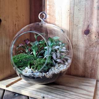 Hanging Open Terrarium