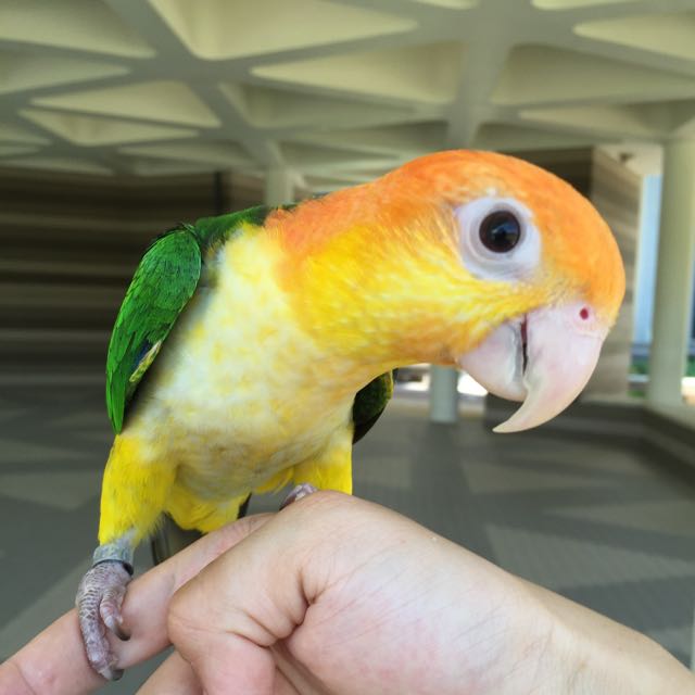 Ultra Tame White Bellied Caique Pet Supplies Homes Other Pet Accessories On Carousell