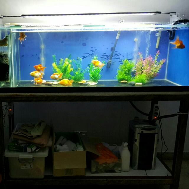 Large 5 Feet Long Fish Tank For Sale