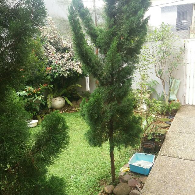 Dijual Rumah Tanpa Perantara Bogor Properti Dijual Di Carousell
