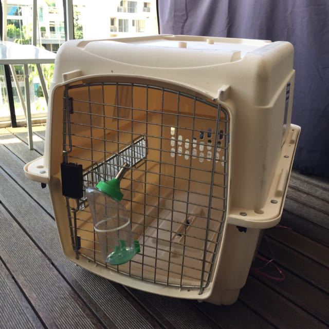 dog cargo crate
