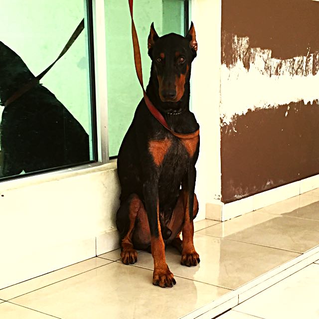 Doberman Puppies For Sale Pet Supplies Homes Other Pet Accessories On Carousell