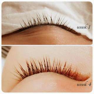 [Promotion] Korean Self Growth Lash Treatment