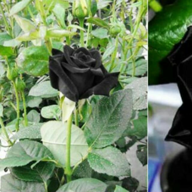 Tanaman Hias Mawar Hitam Black Rose Perkebunan Di Carousell