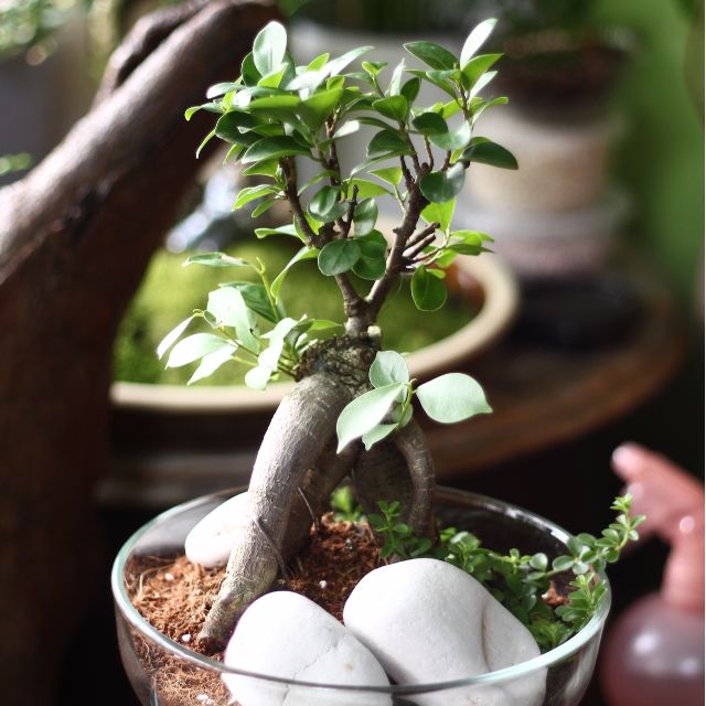 Modern Bonsai Ficus Peperomia Isabella Furniture Home Living Gardening Plants Seeds On Carousell