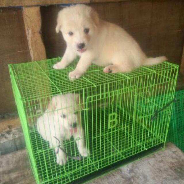 Golden Mix Samoyed Pet Supplies Accessories On Carousell