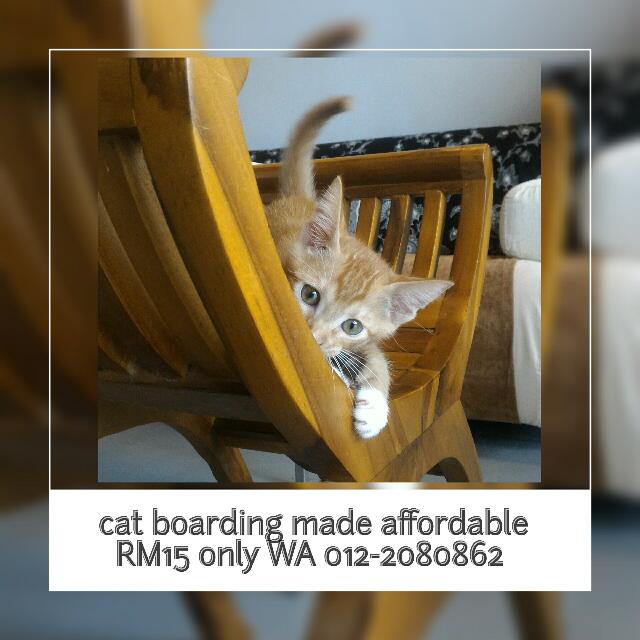 Cat boarding kota best sale damansara