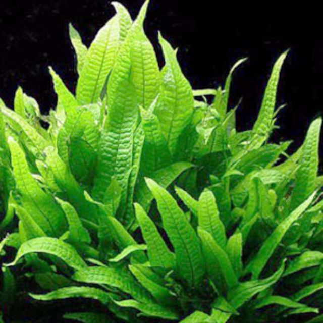 Rare Microsorum pteropus 'Philippine' - Java Fern Philippines ...