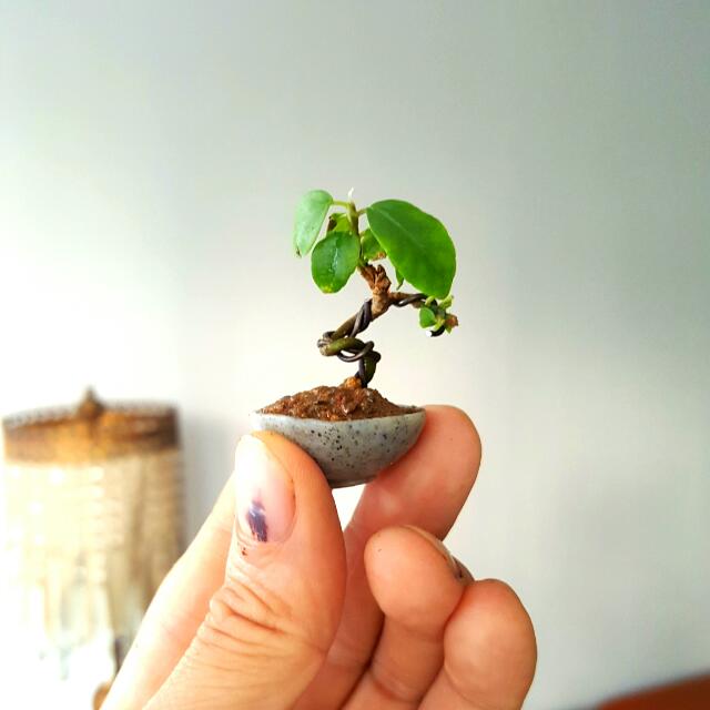 Reserved Shito Size Mame Bonsai Furniture Home Living Gardening Plants Seeds On Carousell