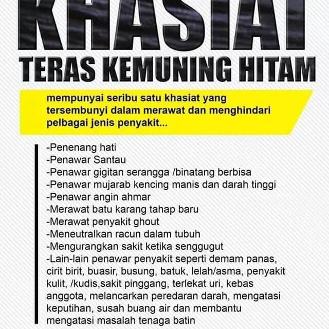 Khasiat Kemuning Hitam 100 U Untuk Mergubat Sakit Everything Else On Carousell
