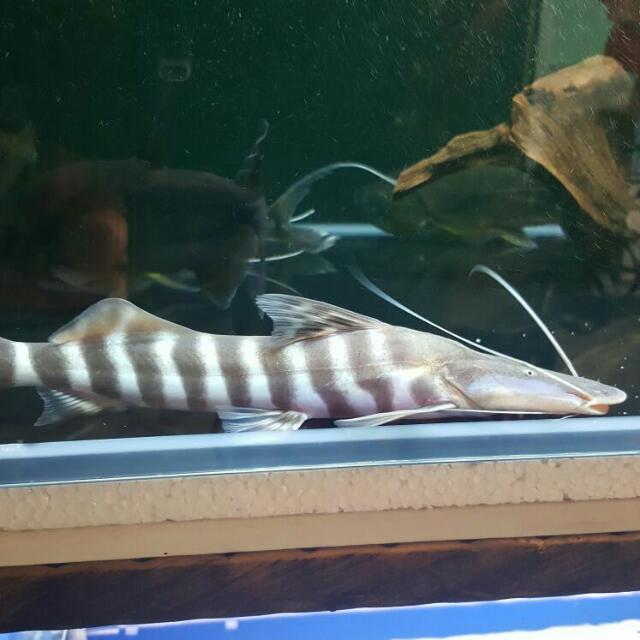Tigrinus Catfish, Pet Supplies, Homes & Other Pet Accessories on Carousell