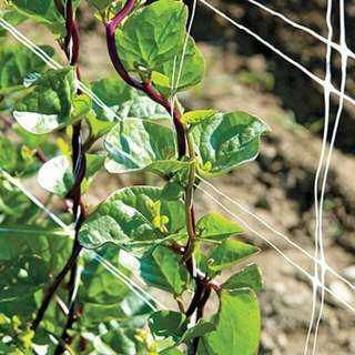 vegetable seed . red malabar spinach