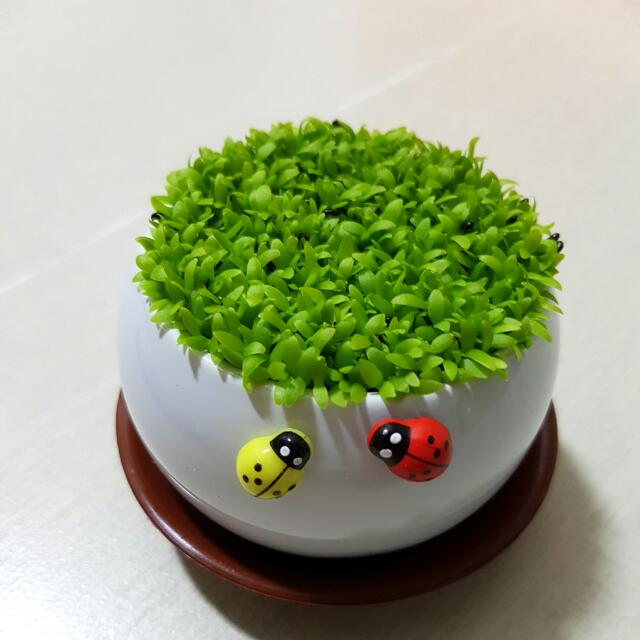 Happy Gardening Games Plants