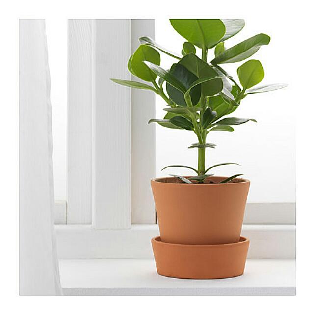 Bnwt Ikea Ingefara Indoor Outdoor Plant Pot With Saucer Terracota Furniture On Carousell