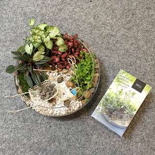 Fairy Garden With Mica Decoration