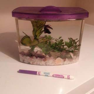 Betta Tank