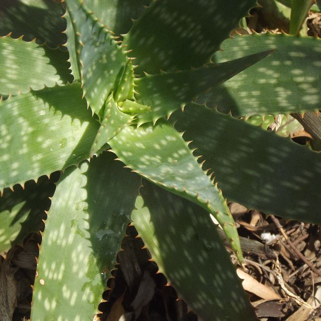 Aloe Vera Plants Outdoors Gardening On Carousell
