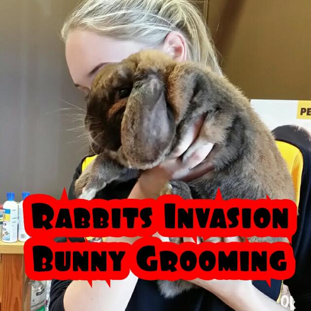 rabbit grooming stuffed animal